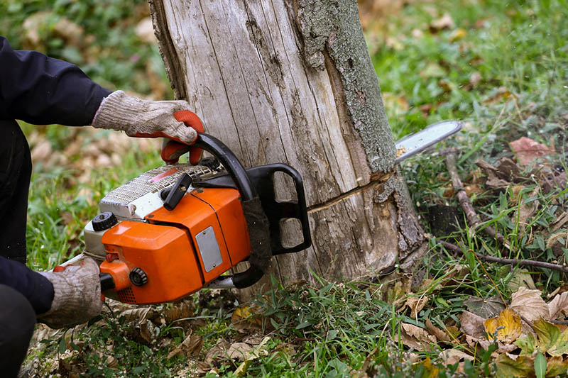 Tree removal service in Toronto and the GTA